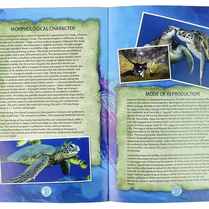 Edukacinis kasinėjimų rinkinys „Vėžlys ir amonitai“