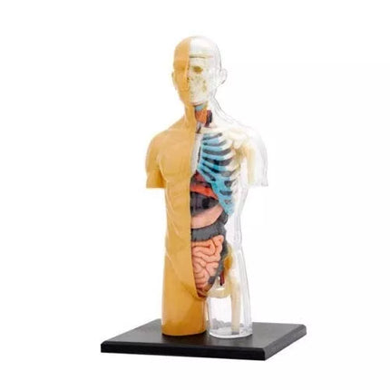 ŽMOGAUS KŪNO ANATOMIJOS MODELIS