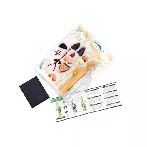 ŽMOGAUS KŪNO ANATOMIJOS MODELIS