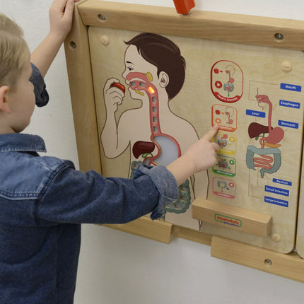MASTERKIDZ edukacinė – virškinimo sistemos lenta