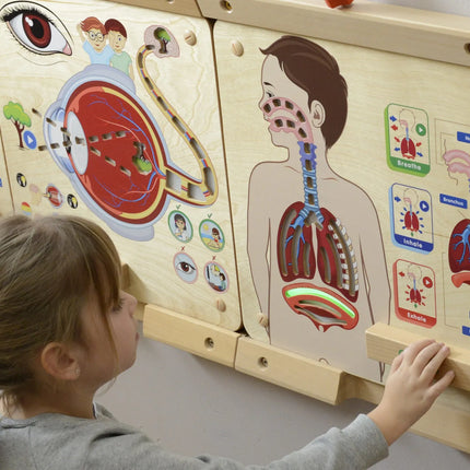 Masterkidz interaktyvi edukacinė lenta „Kvėpavimo sistema“ su šviesos efektais